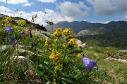 84 Campanule con Solidago virgaurea